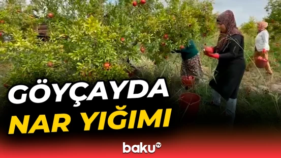 Göyçay bağlarında nar yığımına başlandı