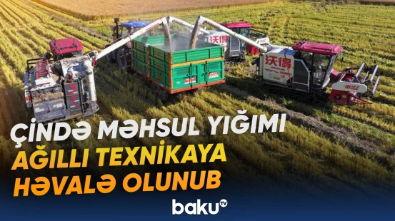 Pilotsuz kombaynlar düyü zəmilərində məhsul toplayır