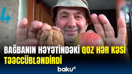Bu qozun dəyəri dad və keyfiyyətində deyil... | Türkiyəli bağbandan maraqlı hədiyyə