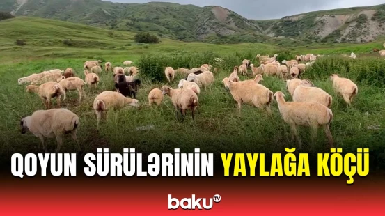 Şamaxıdan görüntülər | Qoyun sürüləri yaylağa köç edir