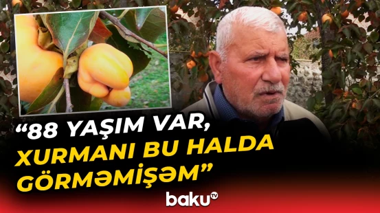 Deformasiyaya uğrayan məhsulun yarısı bağlarda məhv olur