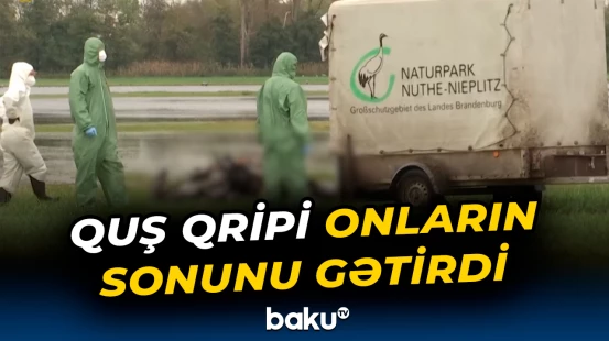 Minlərlə durna quş qripindən tələf oldu | Almaniya