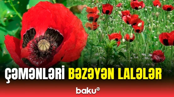 Qaxın laləli çəmənlərindən gözoxşayan görüntülər