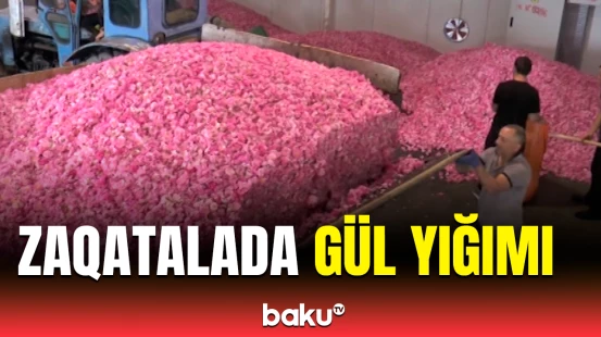 Zaqatalanın qızılgül plantasiyalarında məhsul yığımına başlanılıb