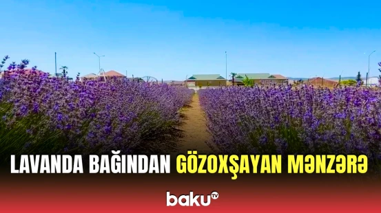 Şamaxıdan təbiət mənzərəsi | Lavanda bağından heyrətamiz görüntülər