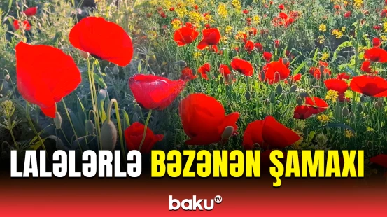 Hər çəmənin, yaylağın bəzəyi lalə | Şamaxıdan təbiət mənzərəsi
