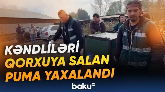Çilidə təşviş yaradan pumanın yaxalanması görüntüləri