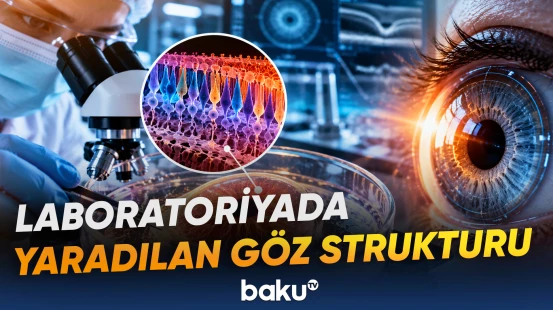 Mini tor qişasının yaradılması göz tədqiqatları üçün nə vəd edir?