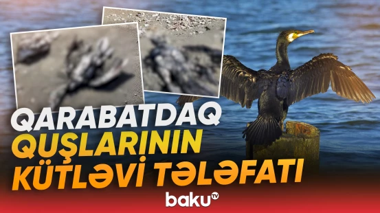 Qarabatdaq quşlarının kütləvi tələfatı