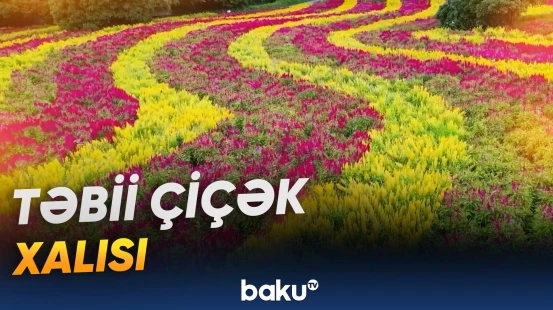Karst dağlarının ətəyində selosiya sahələri uzanır