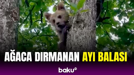 Laçın meşəsində ayı balası görünüb