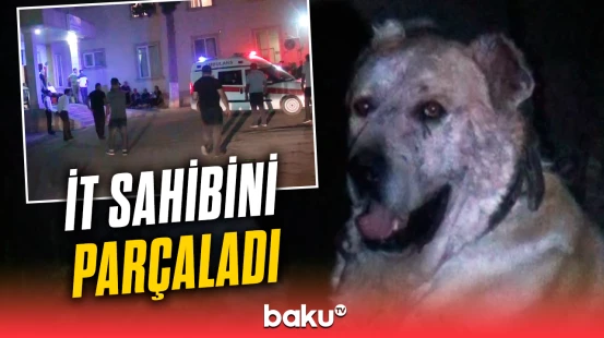Tərtərdə it sahibini xəstəxanalıq etdi