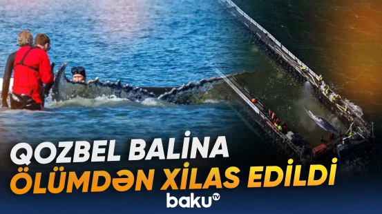 Almaniyada qozbel balina ölümdən xilas edildi