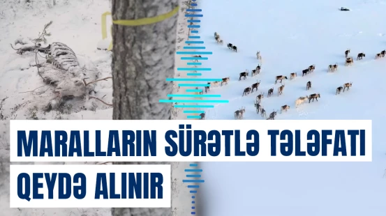 Finlandiyada maralların tələfatının səbəbi müharibədir?