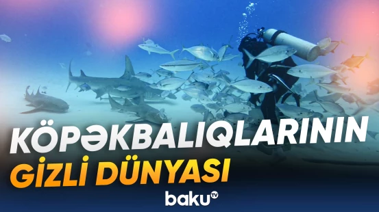 Alimlərdən köpəkbalıqları ilə bağlı maraqlı araşdırma