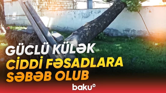 İsmayıllıda güclü külək irigövdəli ağacları aşırıb