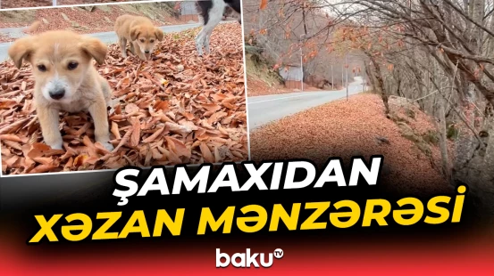 Şamaxının Pirqulu qəsəbəsindən payız mənzərəsi