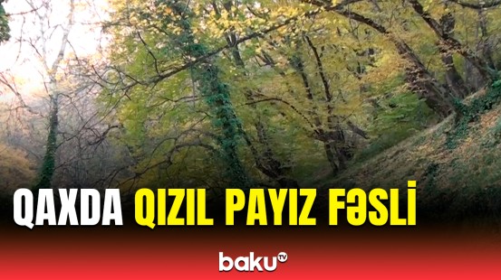 Qaxın payız mənzərəsi