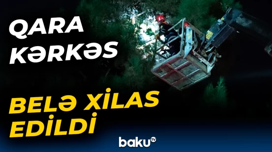 Qara kərkəsin xilas edilmə anı | Xaçmaz