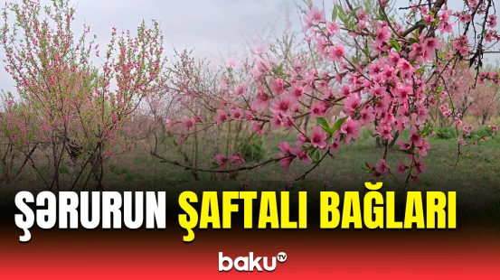 Şaftalı bağlarının əsrarəngiz görüntüsü | Naxçıvan