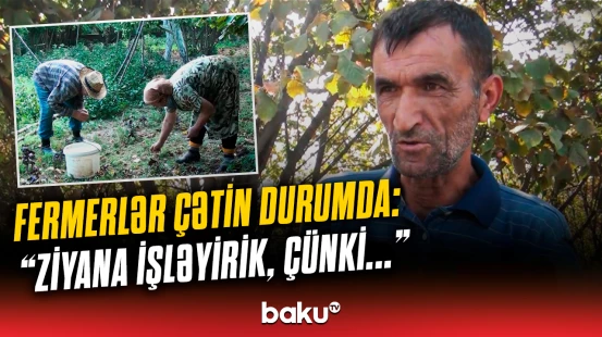 Fermerlər niyə çıxılmaz vəziyyətdə qalıb? - “Bu il elə oldu ki...”