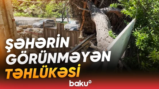 Qurumuş bir ağac necə faciəyə səbəb ola bilər?