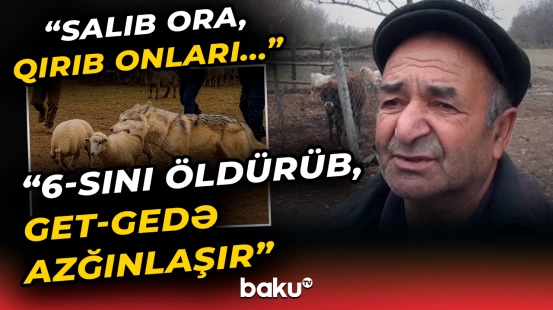 "Qorxuram ki, gəlib nəvələrimə..." | Ucarda canavarlar kənd sakinlərinə dəhşət yaşatdı - Baku TV