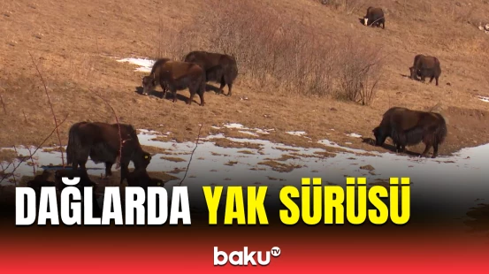 Kəlbəcər dağlarında yak sürüsü