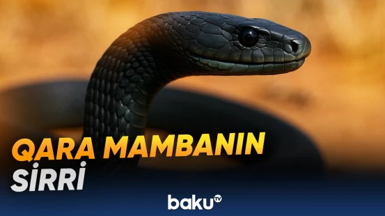 Ən qorxulu və ən zəhərli ilanın qeyri-adi bacarığı