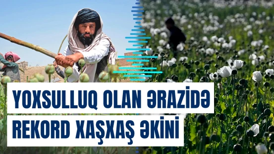 Müharibə və yoxsulluq Myanmada xaşxaş istehsalını bu həddə çatdırdı