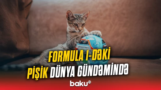 Bakıdakı bu pişik bir günə dünyada məşhurlaşdı