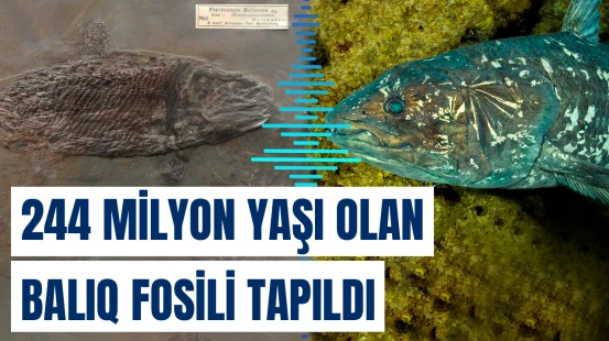 Şüaüzgəcli balıqlara aid elmə məlum olan ən qədim fosil