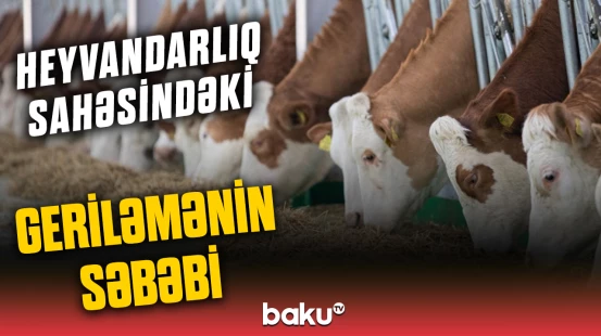 Heyvandarlıq sahəsində çətin vəziyyət | Subsidiyaların səmərəliliyi niyə aşağıdır?