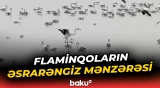 Biləsuvardan flaminqoların gözoxşayan görüntüləri