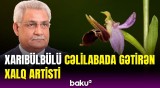 Şuşanın simvolu sayılan Xarıbülbül Cəlilabadın Tahirli kəndini də bəzəyir