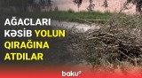 Hökməlidə ağacları kim və niyə kəsdi? | Qurumdan açıqlama