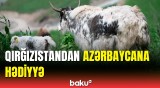 Qırğızıstandan azad edilmiş yaylaqlara daha 116 baş yak gətirildi