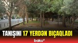 Bakıda dəhşətli cinayət | Hadisə şahidi Baku TV-yə danışdı