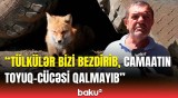 Badamdarda tülkülər məskən saldı | Sakinlər Baku TV-yə danışdı