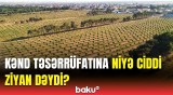 İqlim dəyişmələrinin Azərbaycana təsirləri | Son 30 ildə nələr dəyişdi?