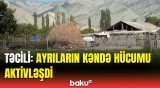 Gəlib gördüm, hər yanı dağıdıb | Qubada ayılar kəndlilərə qənim kəsildi