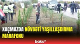 Xaçmaz RİH başçısı ağacəkmə aksiyasında | Yaşıllaşdırma marafonundan görüntülər