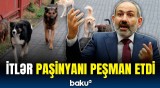 Gümrüdə velogəzintiyə çıxan Paşinyan itlərin hücumuna məruz qaldı