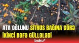 Meyvə bağına görə ata övladını yaraladı | Astarada dəhşətli hadisə