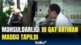 Fermerlərin dərdinə necə əlac tapıldı? - Keniyalı qadın elə bir şey hazırladı ki...