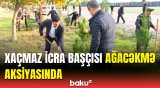 Xaçmazın bu kəndində minə yaxın ağac əkildi | Aksiyadan görüntülər