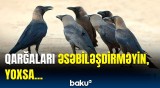 Qarğalar bu hərəkəti 17 il unutmur