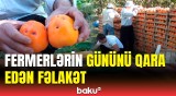 Xurma bağlarında məhsuldarlıq niyə aşağıdır? | Fermerlər danışdı