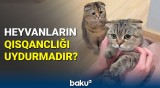 Ev heyvanlarının bu hərəkəti ondan xəbər verir ki... | Heyvan da insan kimi qısqanır?