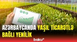 Yaşıl iqtisadiyyatla bağlı yeni portal yaradılır | COP29-un 4-cü günündə vacib açıqlamalar